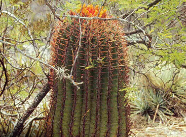 Peyote T-shirt on Amazon