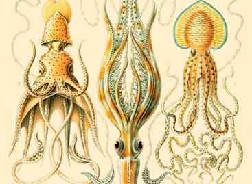 Cactus Infrared Books